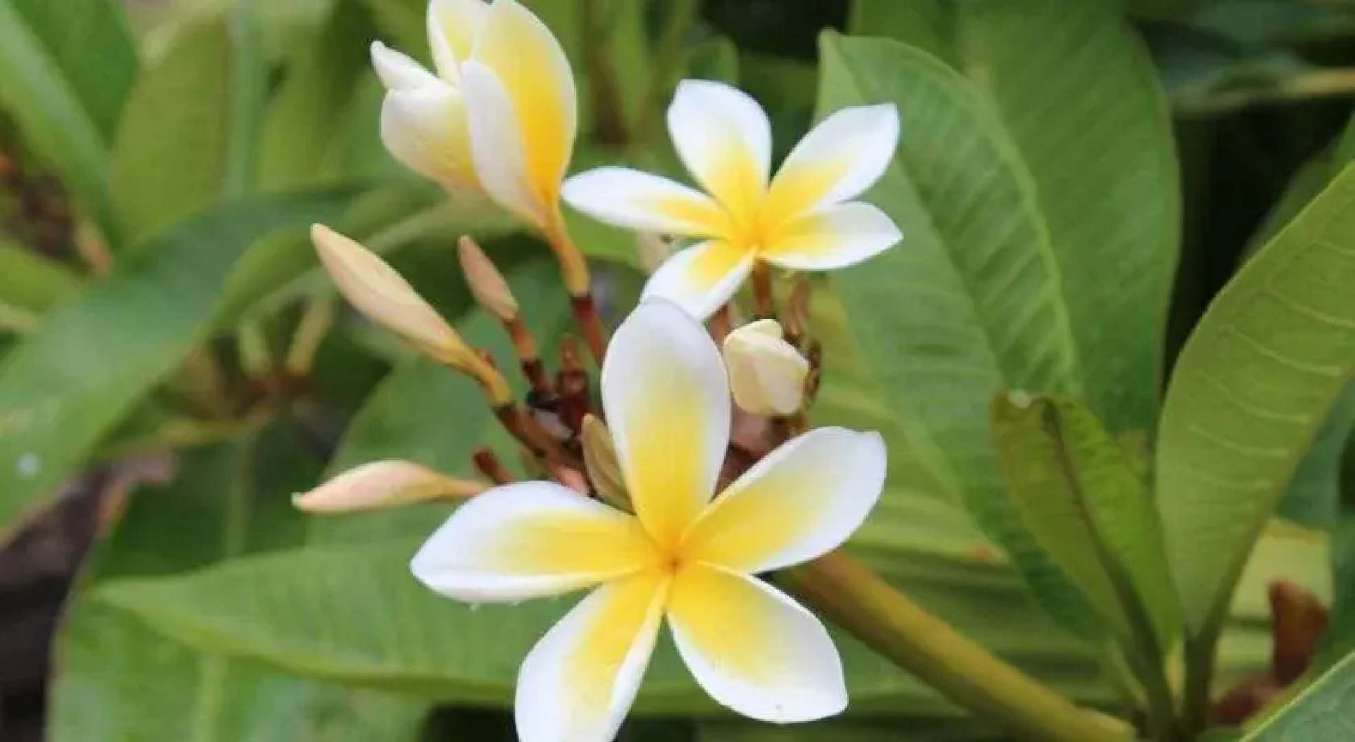 HOTUMATUA