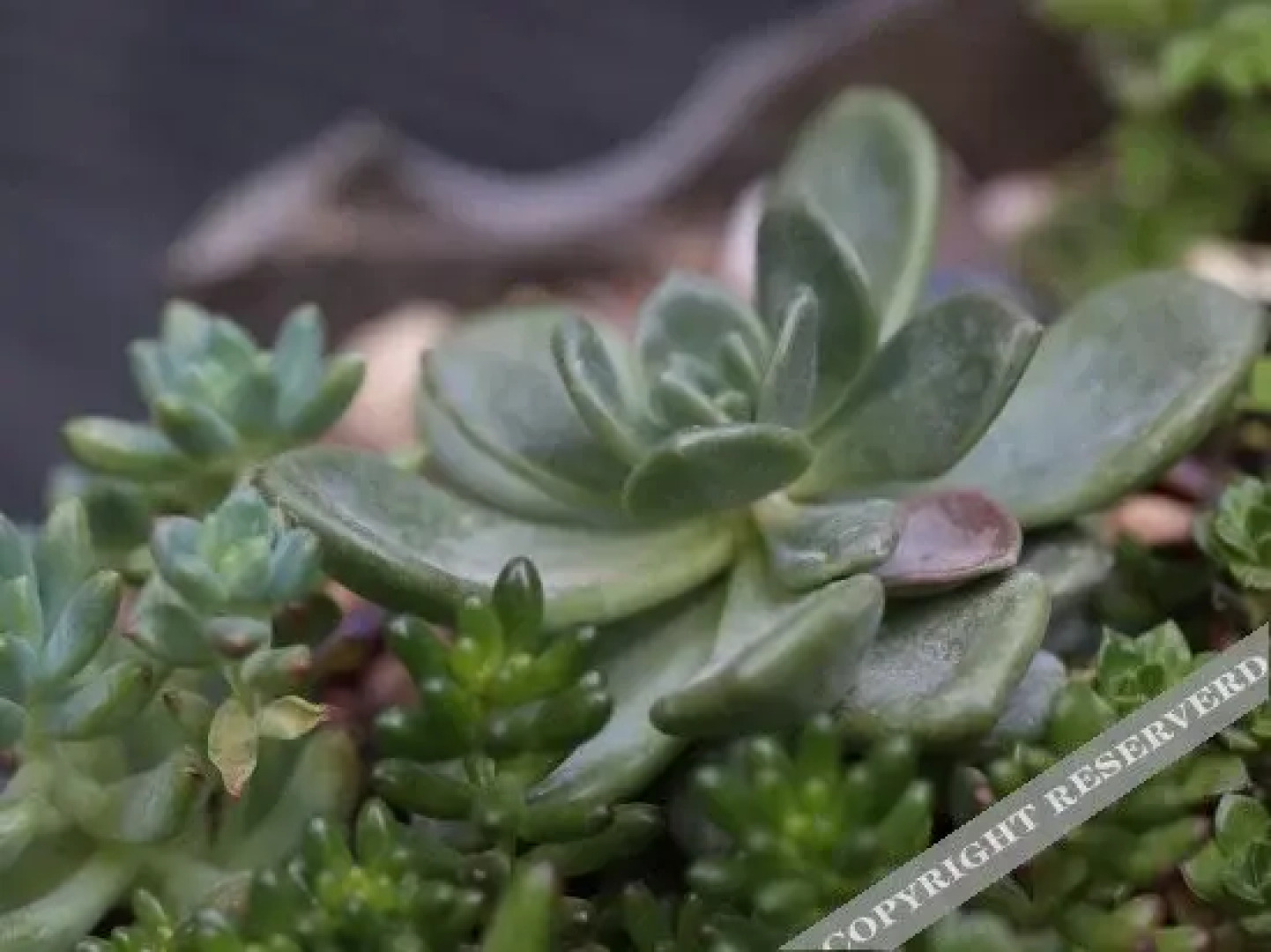 Spring  and Autumn Inn by TopHood