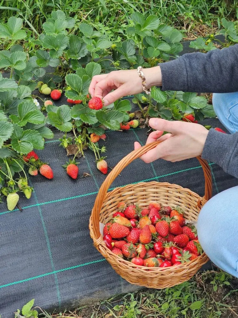 Quinta D'Joanes Douro