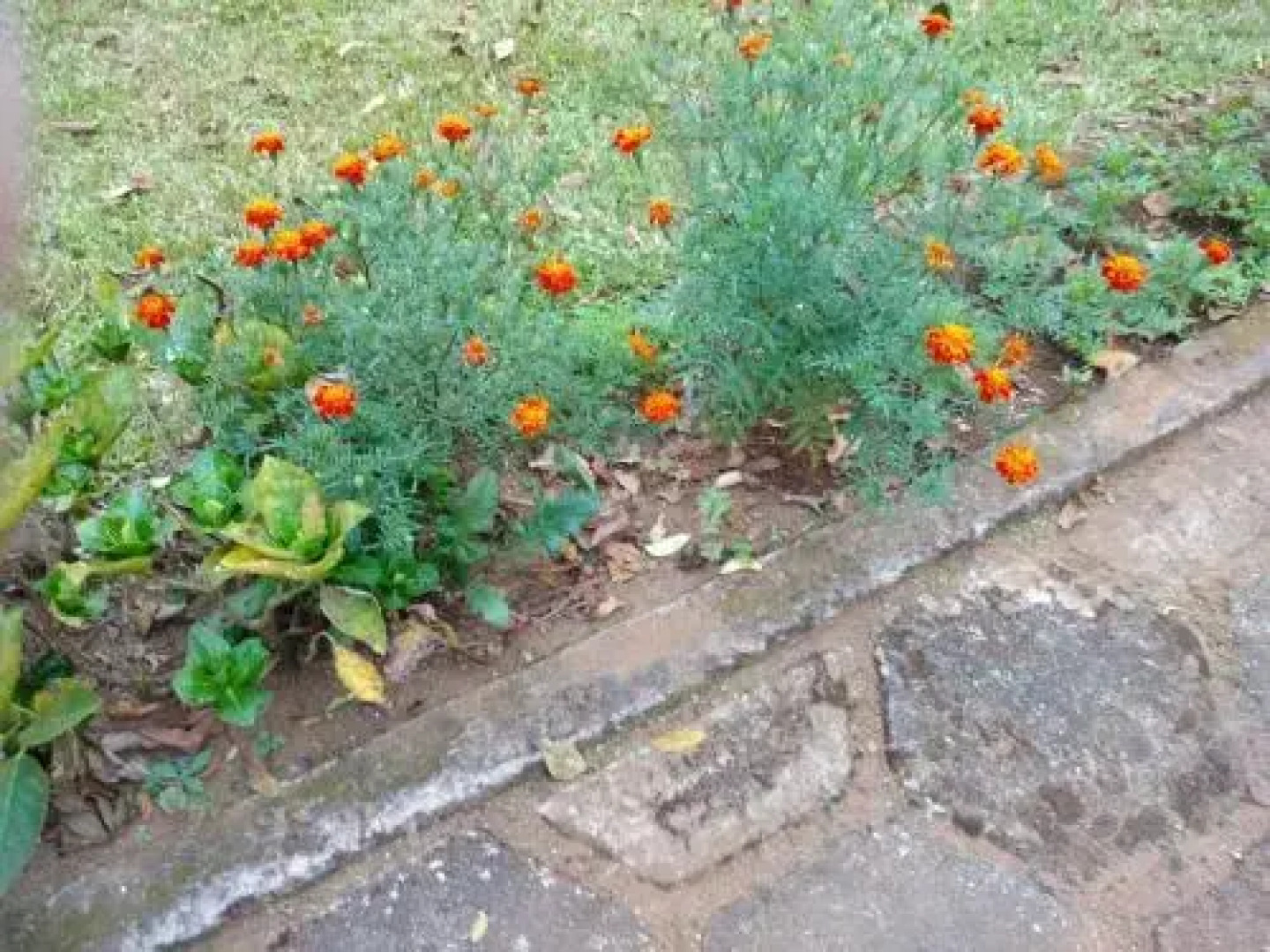 Nelliyampathy Whistling Thrush Bungalow