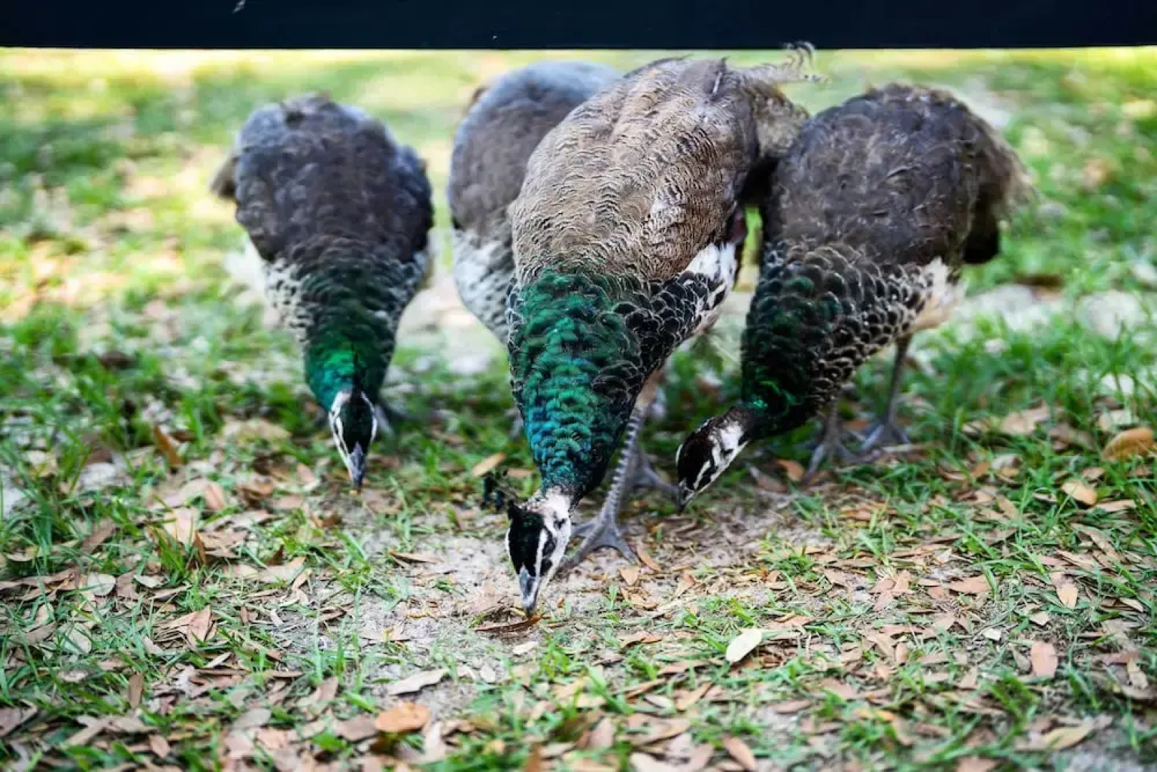 The Clubhouse - Lady Lake Farm Getaway!