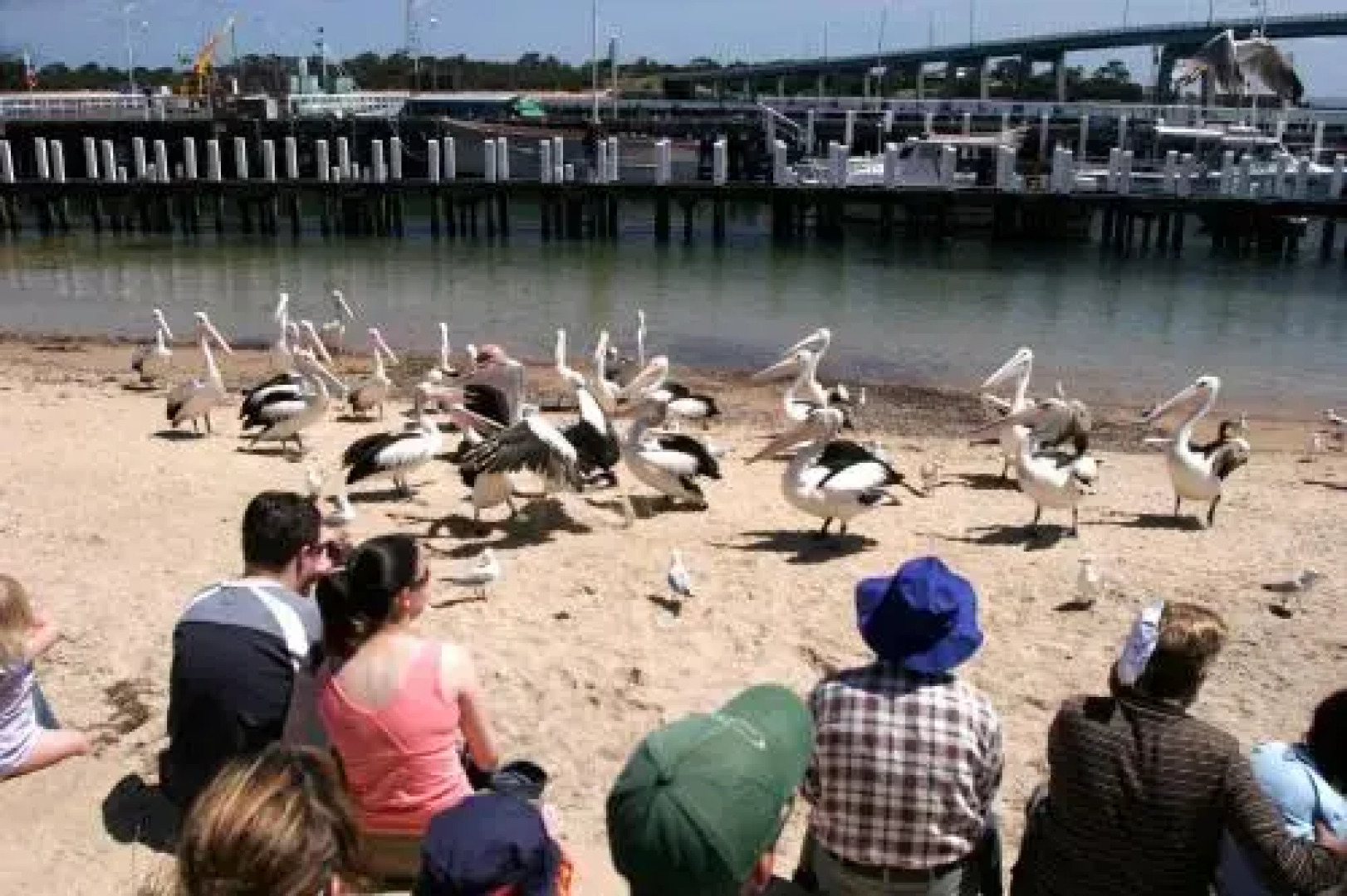 Black Dolphin Waterfront Apartment