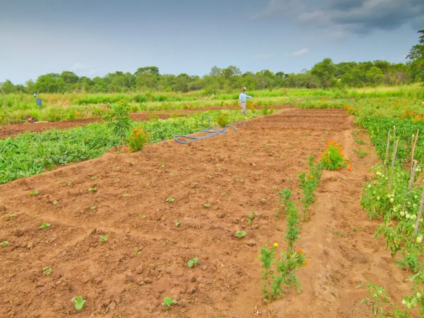 The Elephant Corridor Hotel