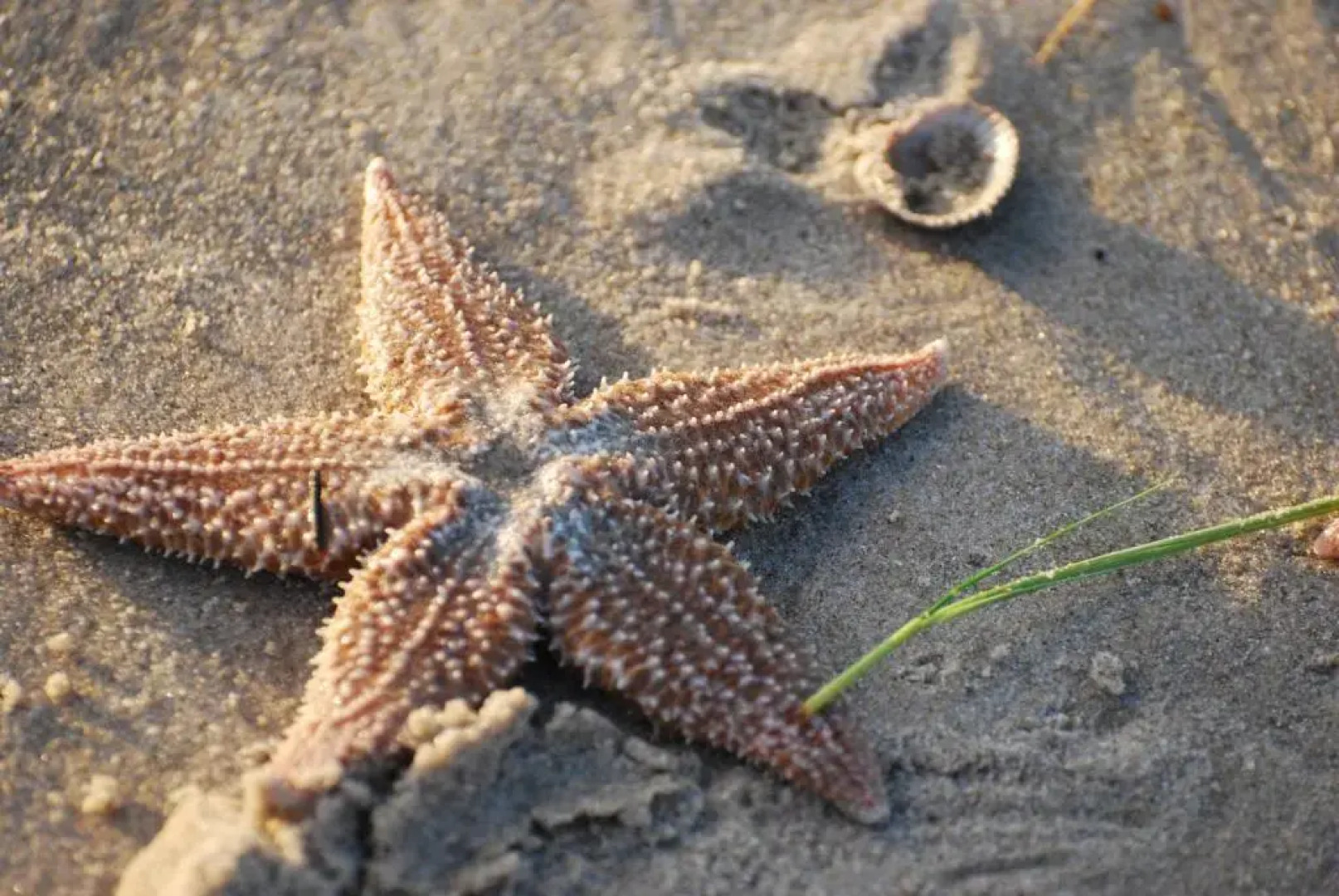 B&B Idylle aan Zee incl 2 Wellnessstudios