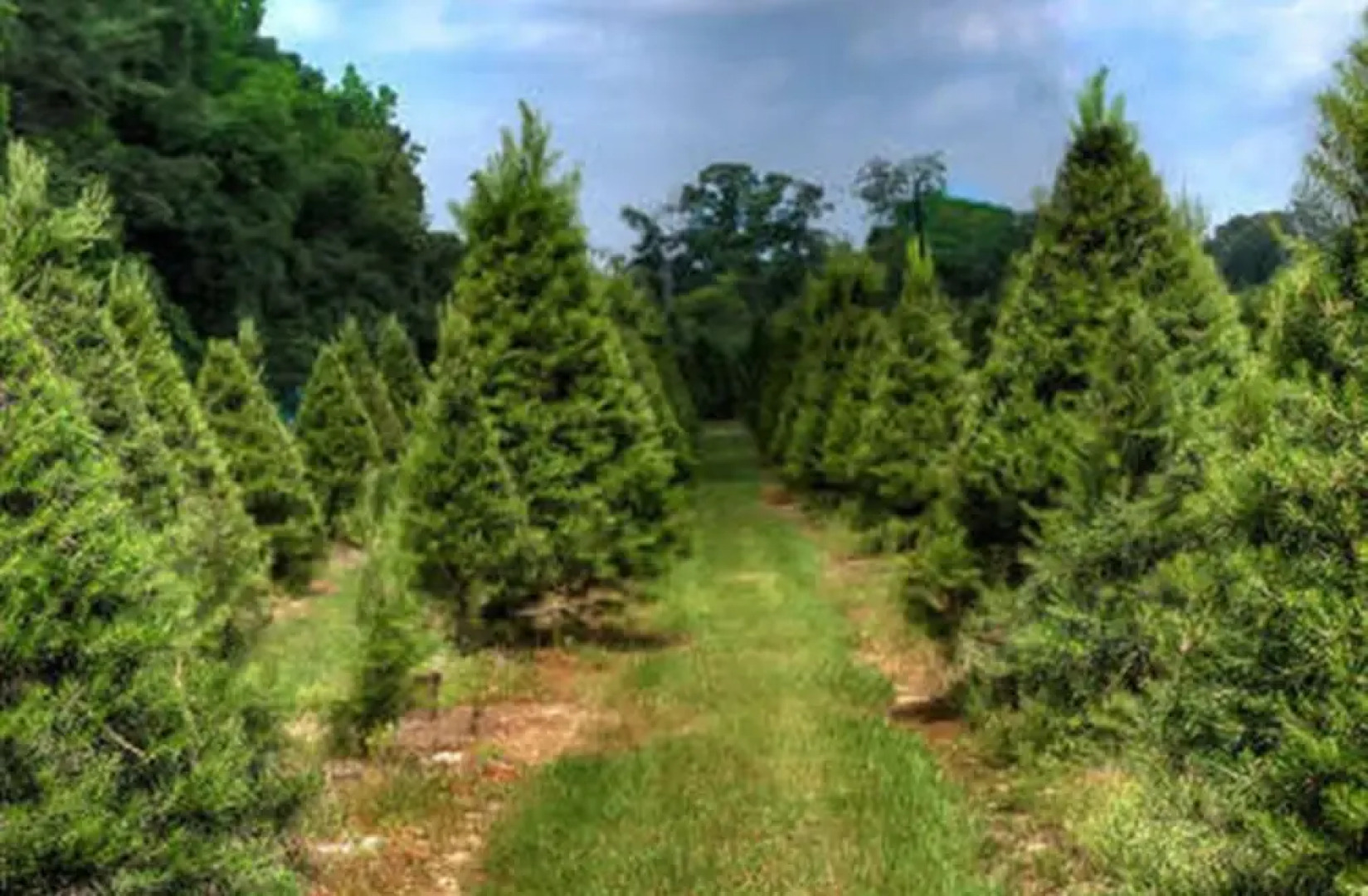 Red Caboose Farm Bed and Breakfast