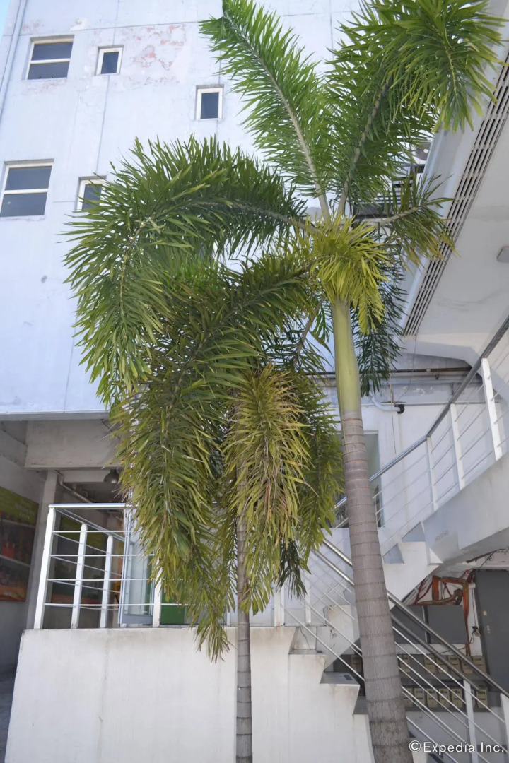 Islands Stay Hotels - Mactan