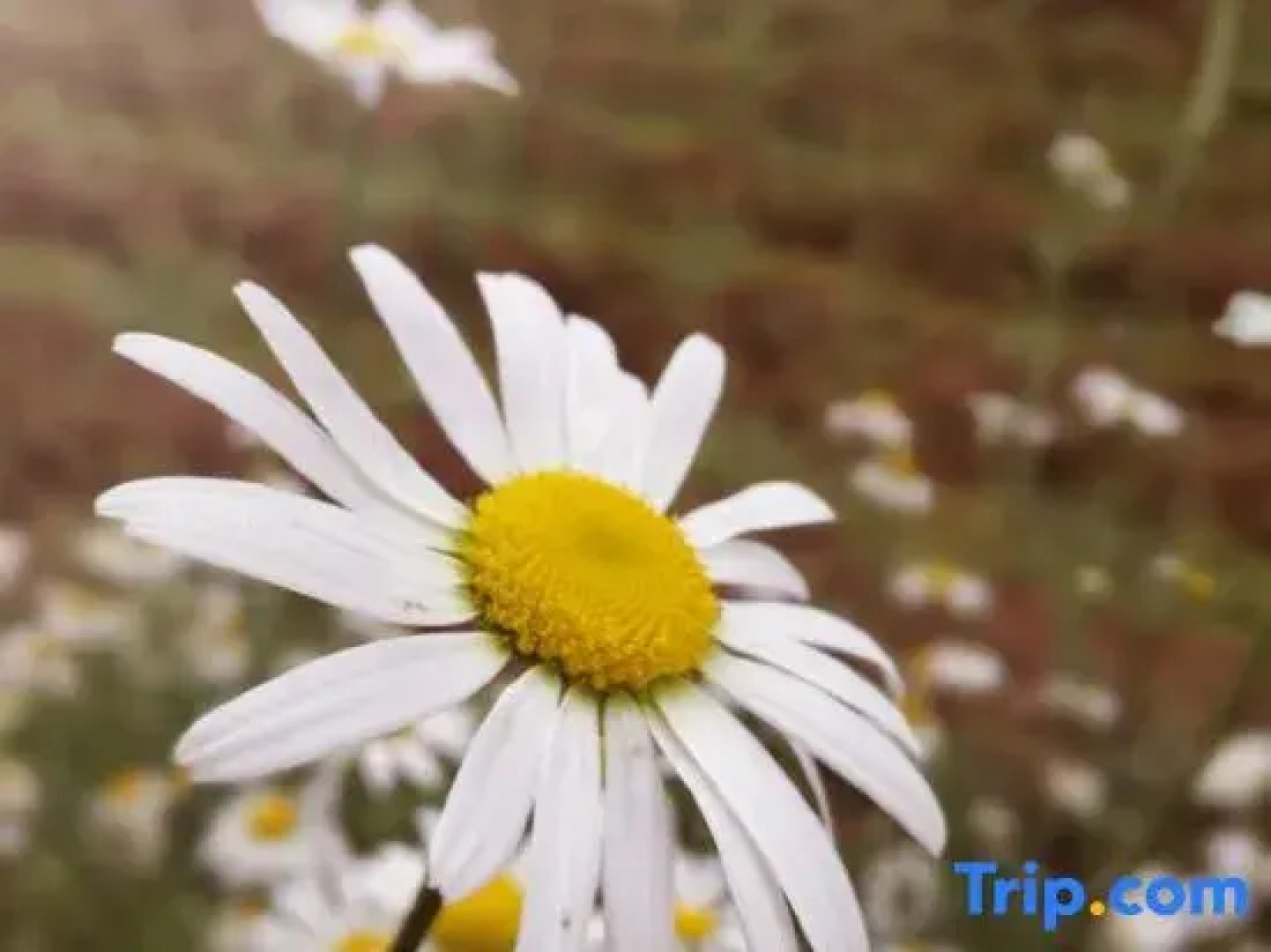 Zizai Pingjiang Wild Luxury Resort