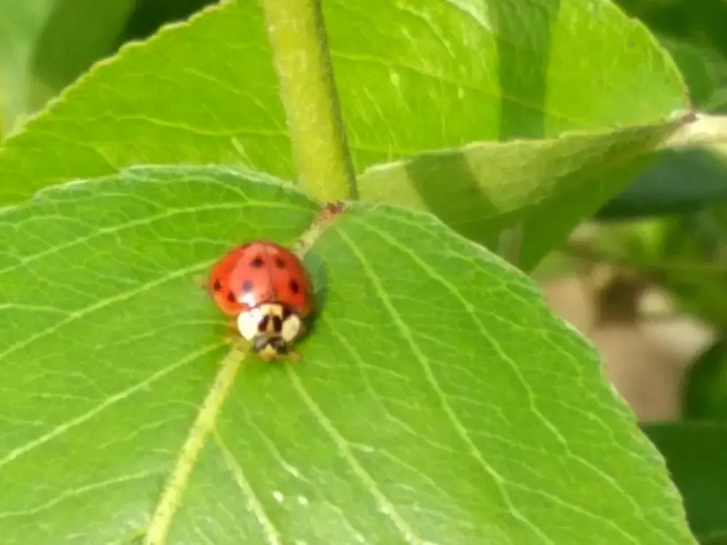Chambres d'Hôtes Chalet la Bachole