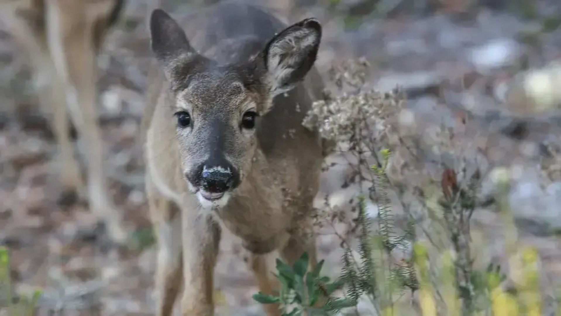 Spacious 4BR With 2 Master Suites, Golf Cart, .3 Miles to Beach - Sleeps 15