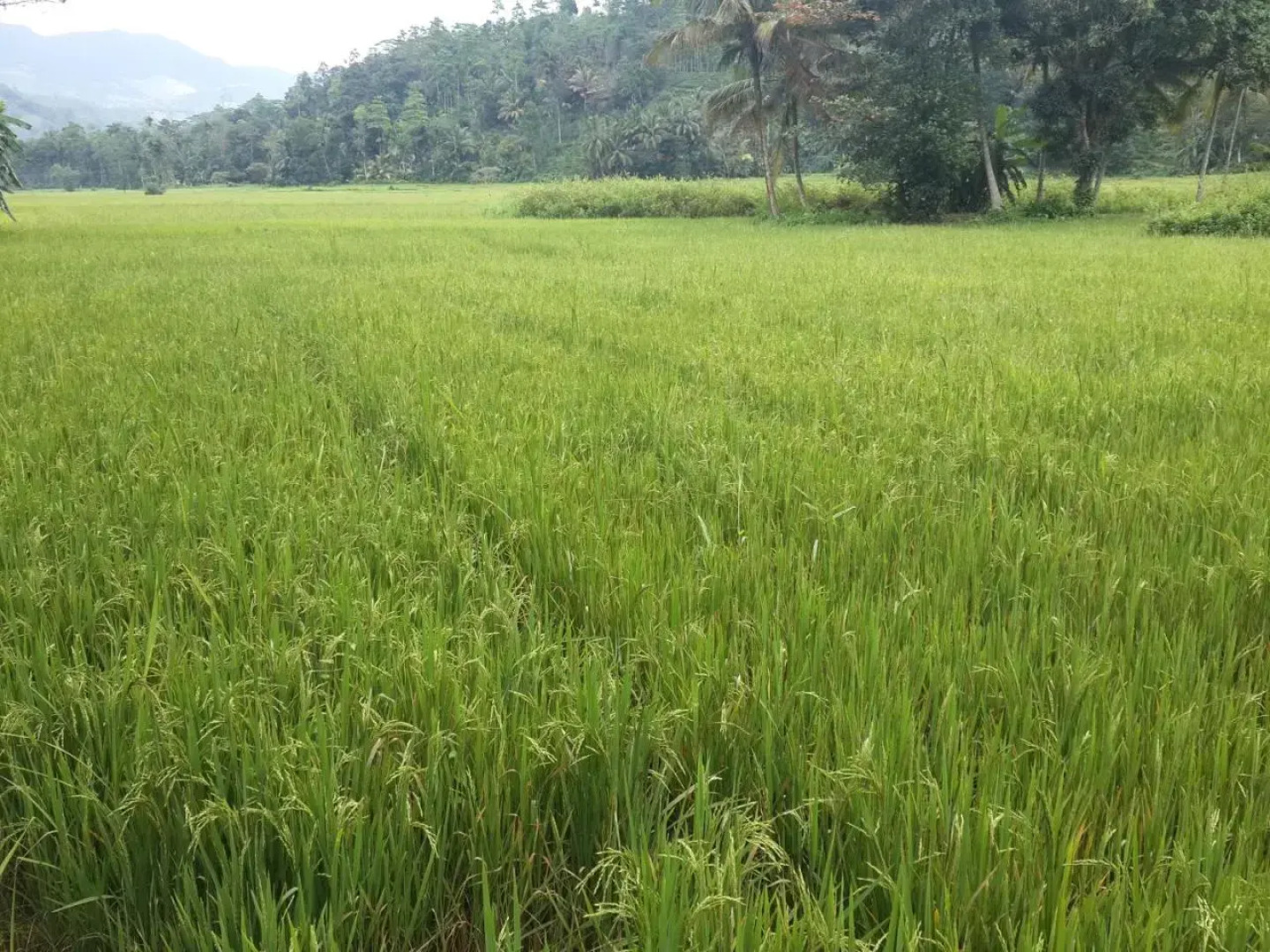 Deniyaya Guest House