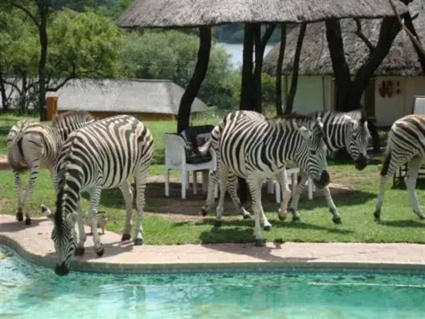 Avon Road Guest House & Tours