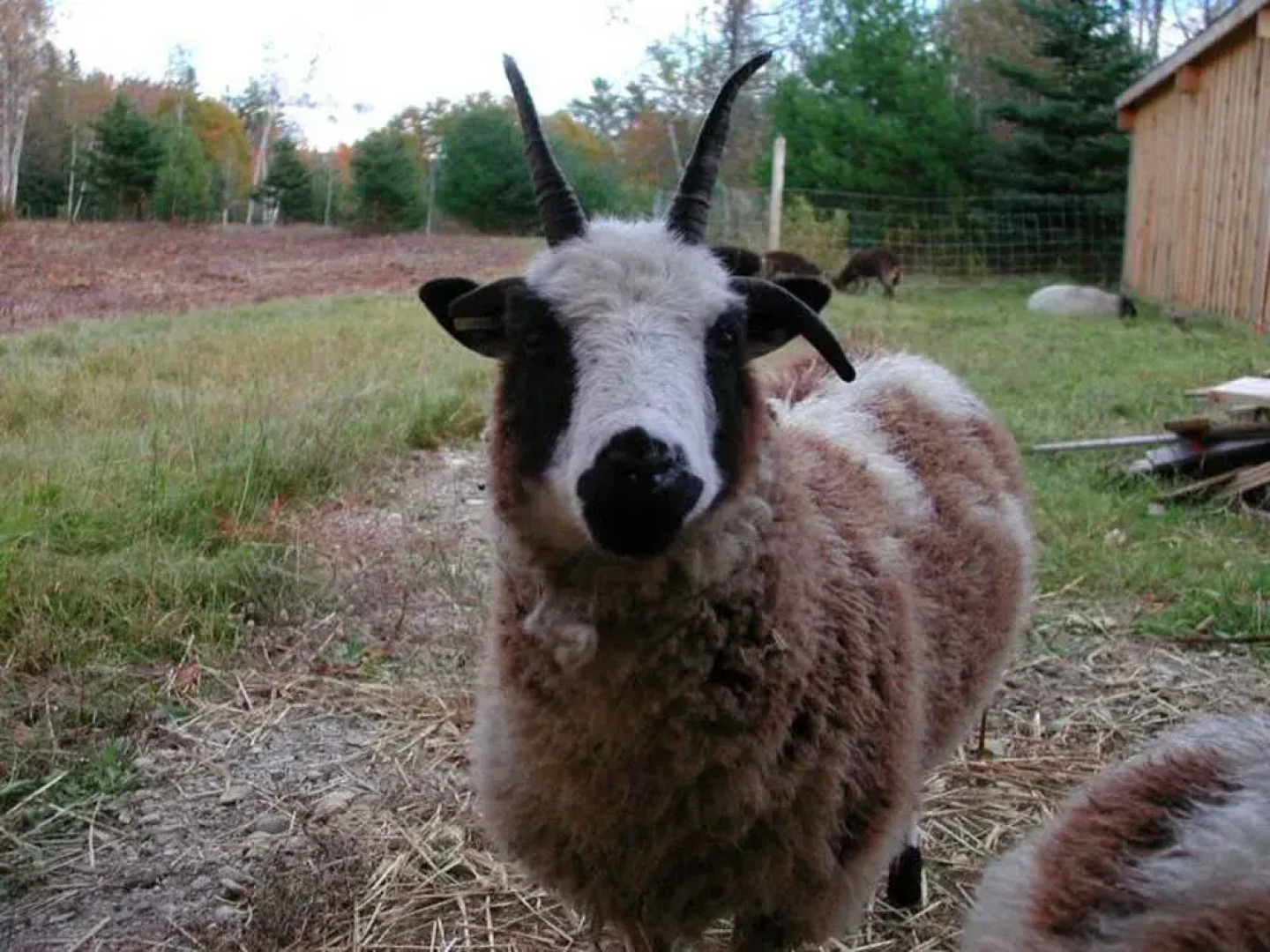 Three Pines Bed and Breakfast