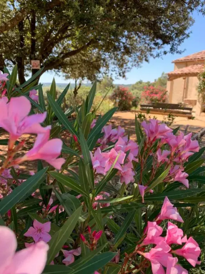 LES SANTOLINES - Studio Retro