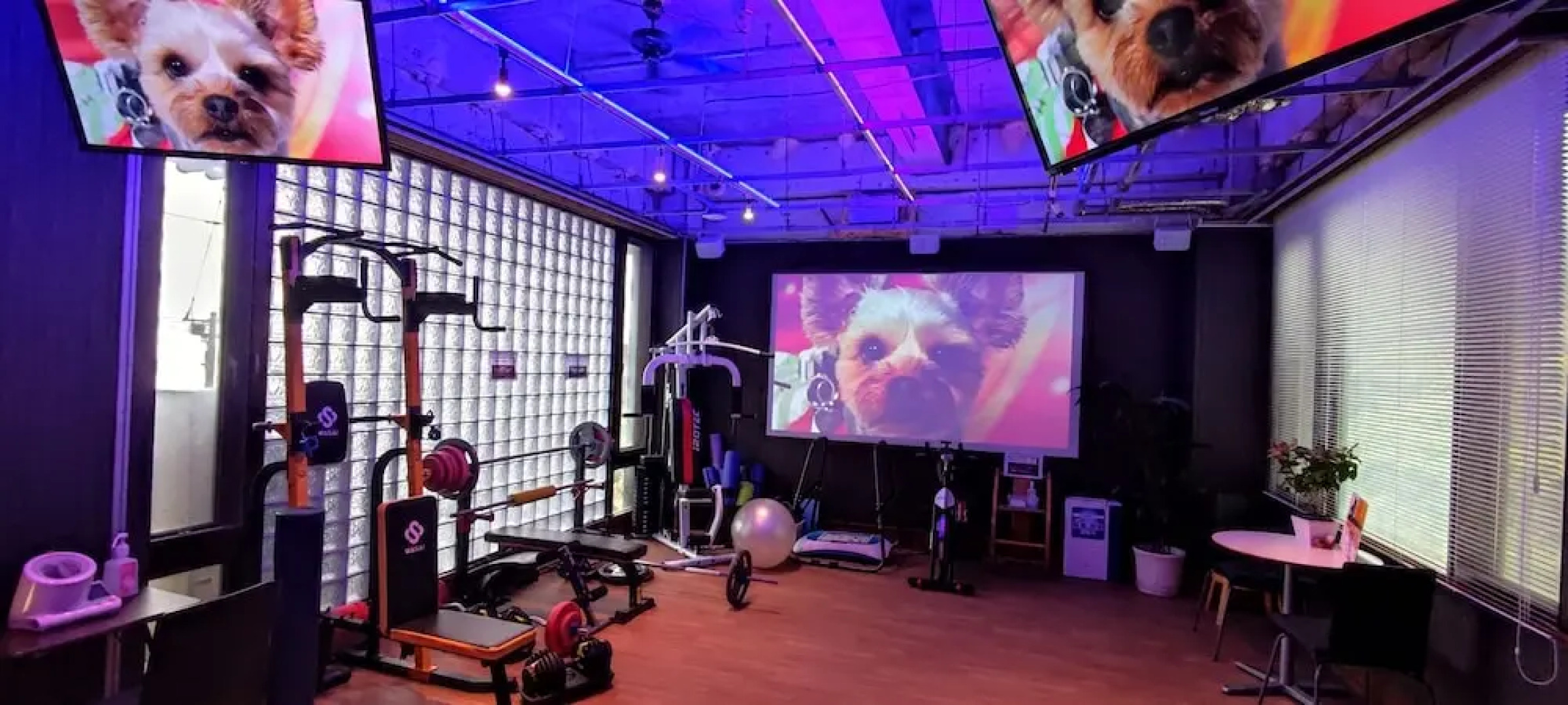 Hakone Gora Guam Dog