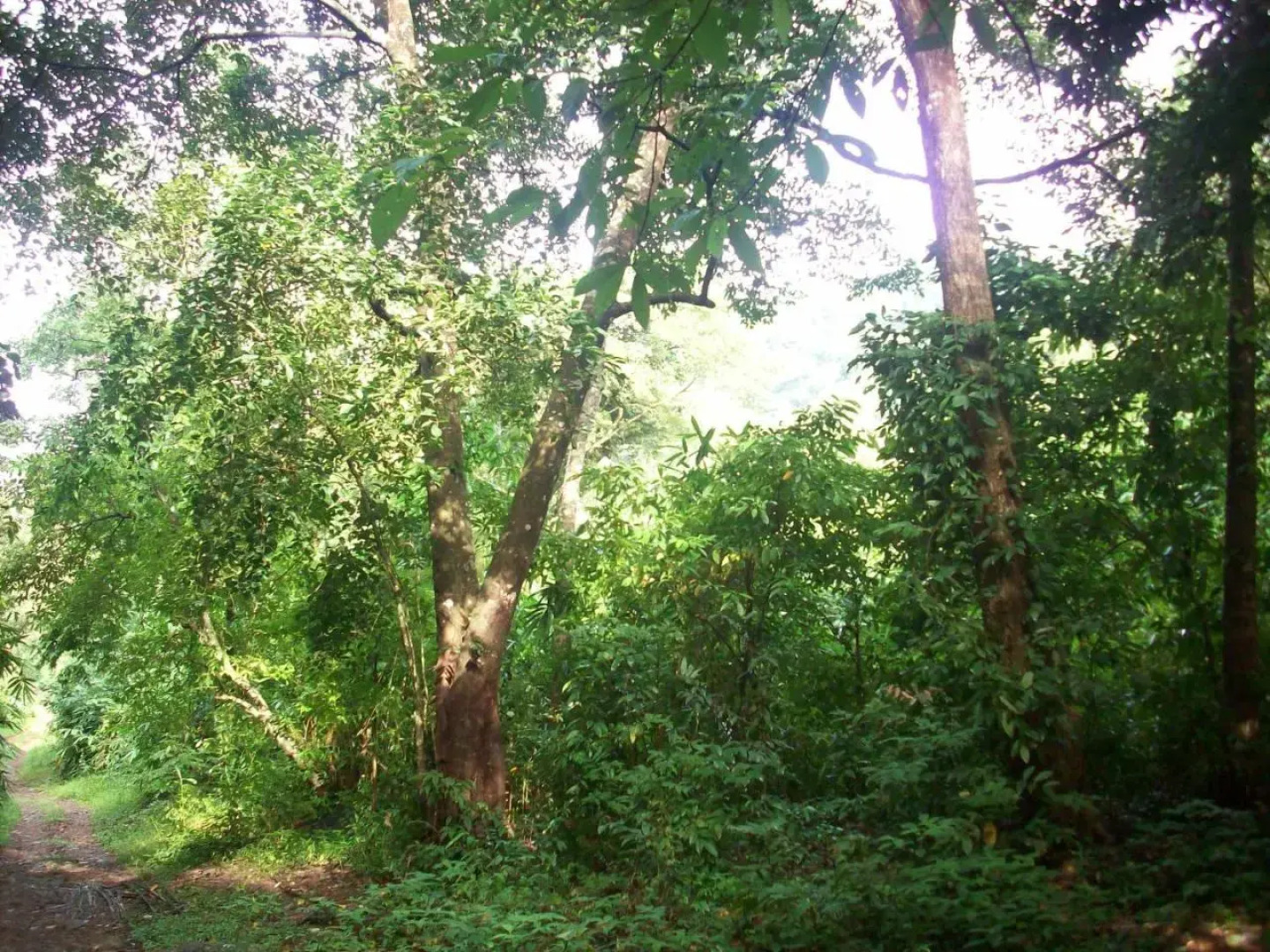 Great Hornbill Serviced Villa , Nilambur