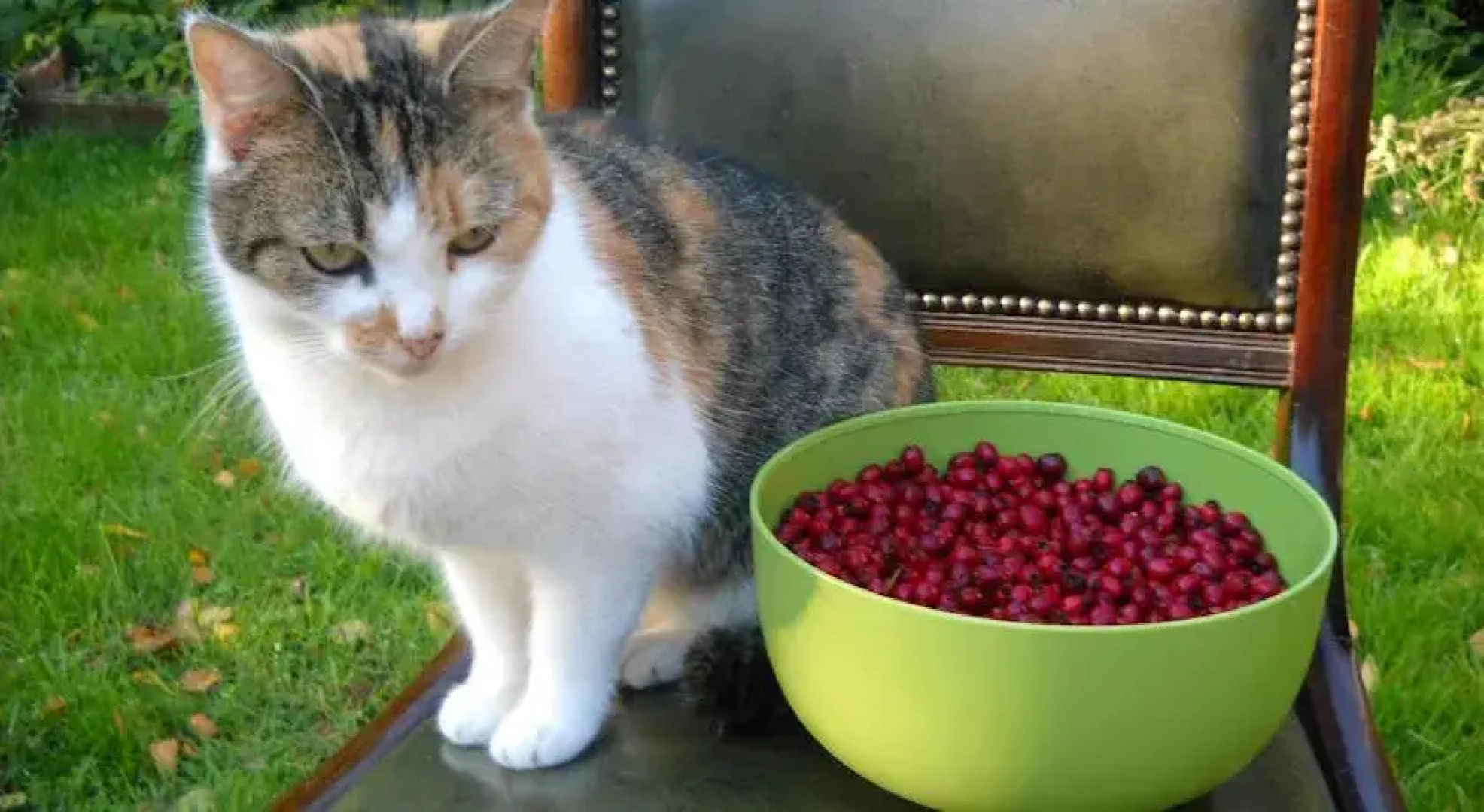 Agroturystyka Chłopy