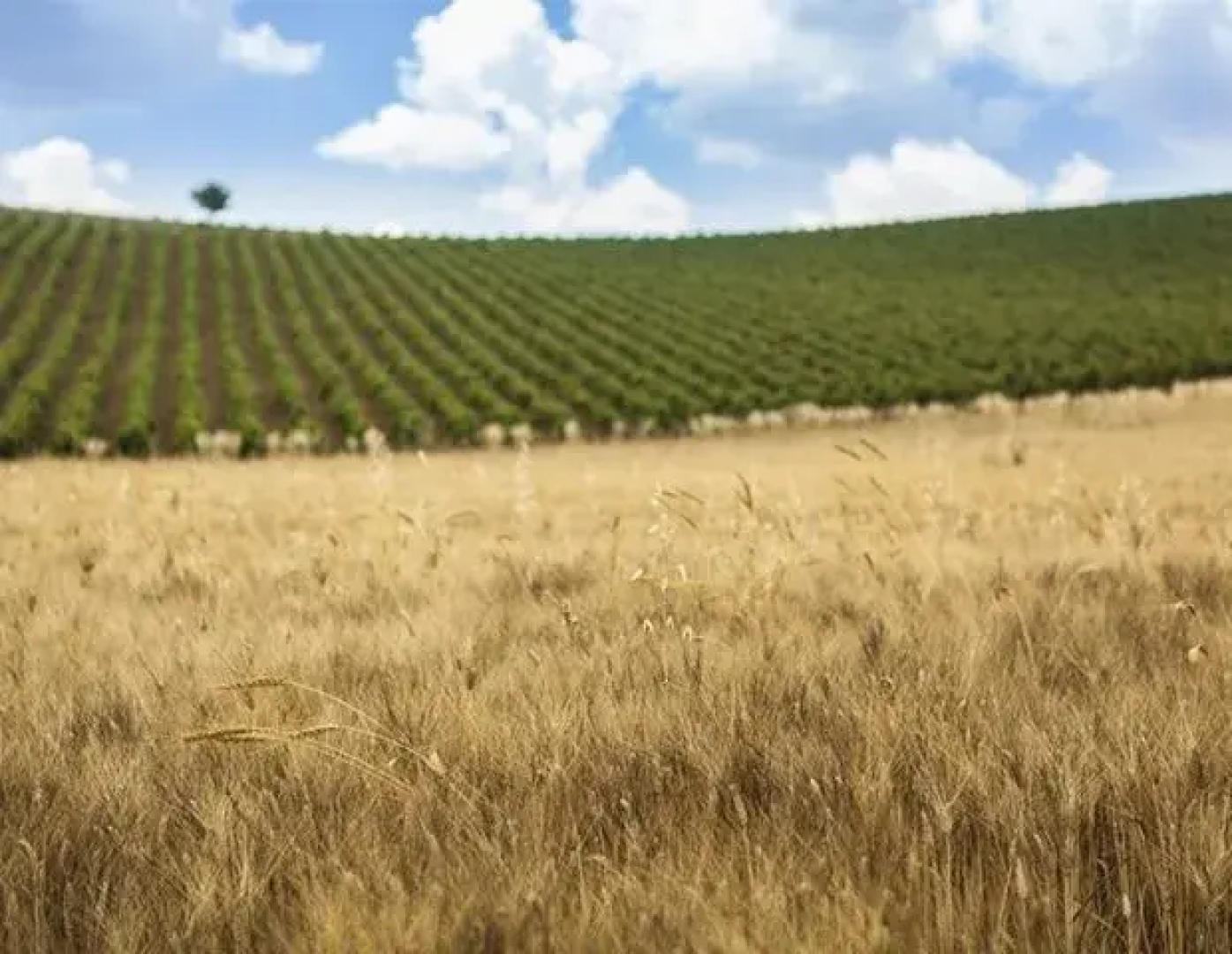 Tenuta Regaleali