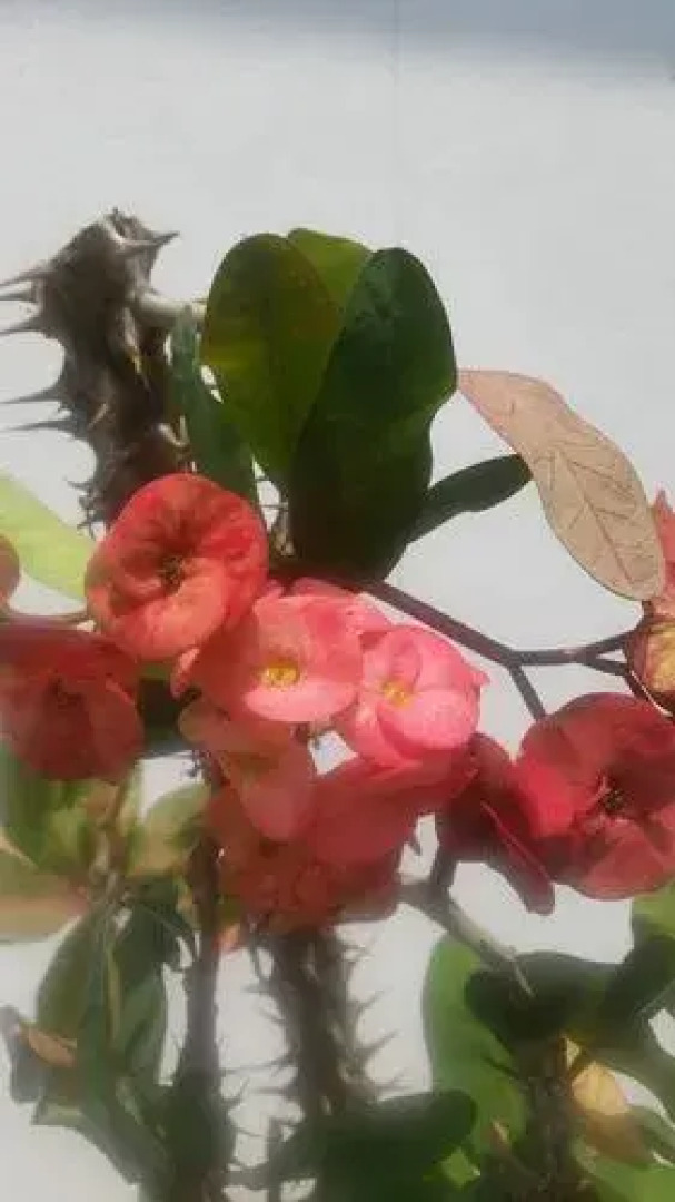 Hotel Boutique Posada Las Iguanas