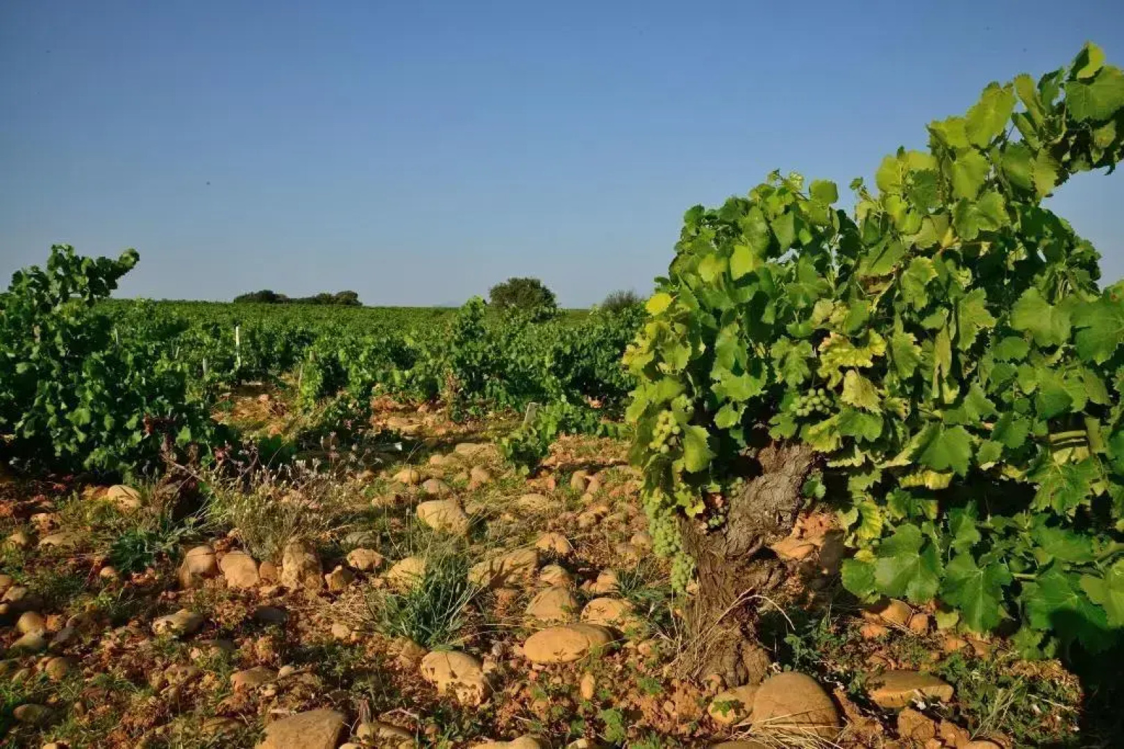 ibis budget Bollène