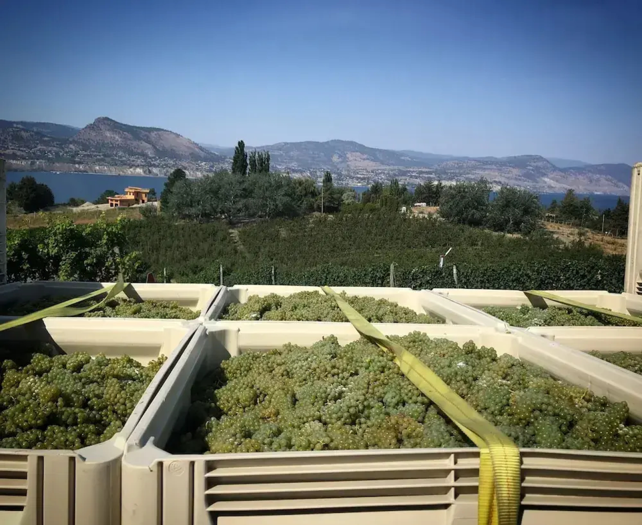 Therapy Vineyards