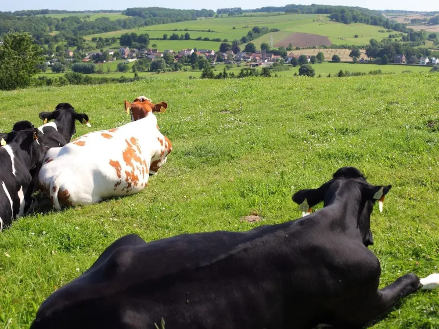 Well-kept Bungalow With Fireplace Near Valkenburg