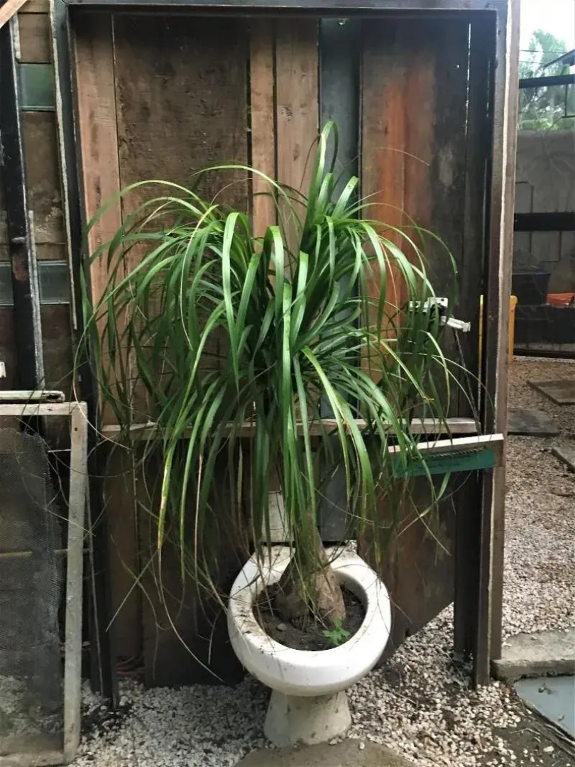 Libelula Lounge & Lodgings