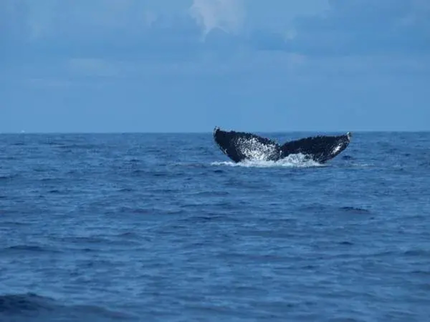 Corcovado Adventures Tent Camp