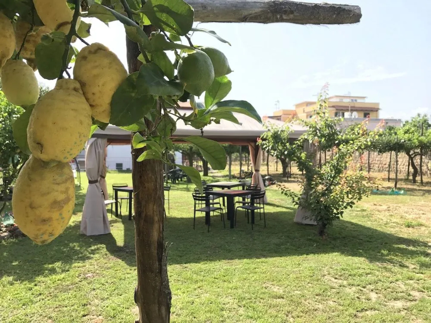 L'Agrumeto