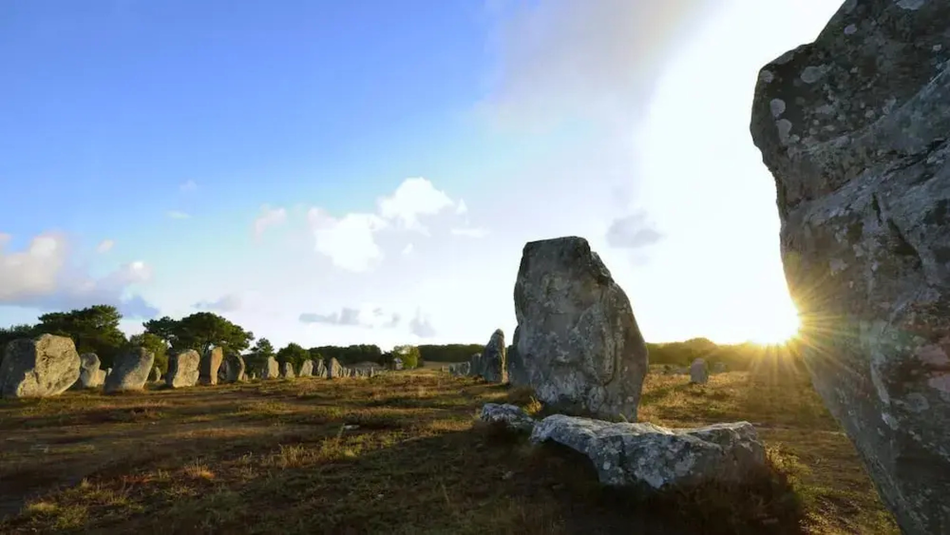 Becassine des Marais