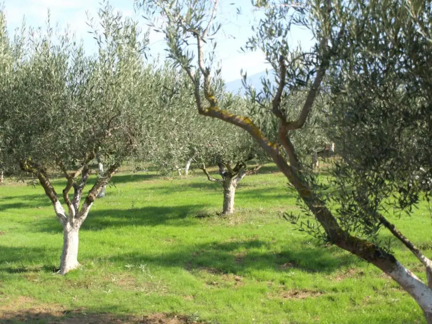 ΠΑΛΗΟΚΤΗΜΑ - Palioktima 2