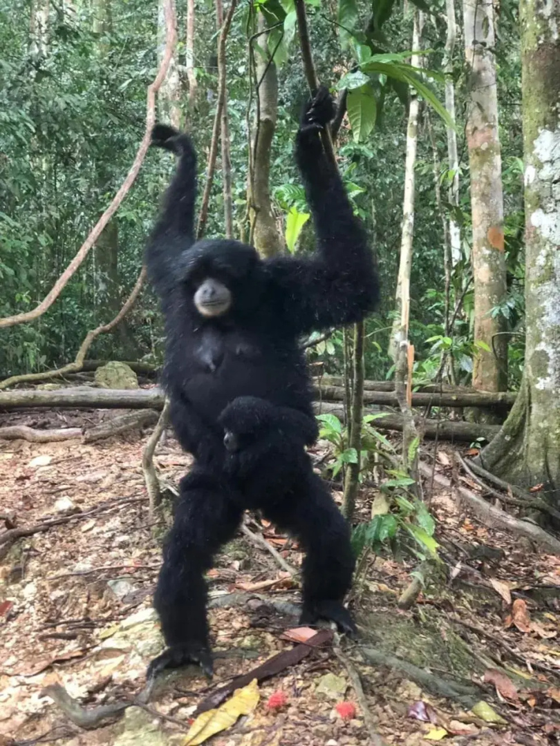 Bukit Lawang Indah