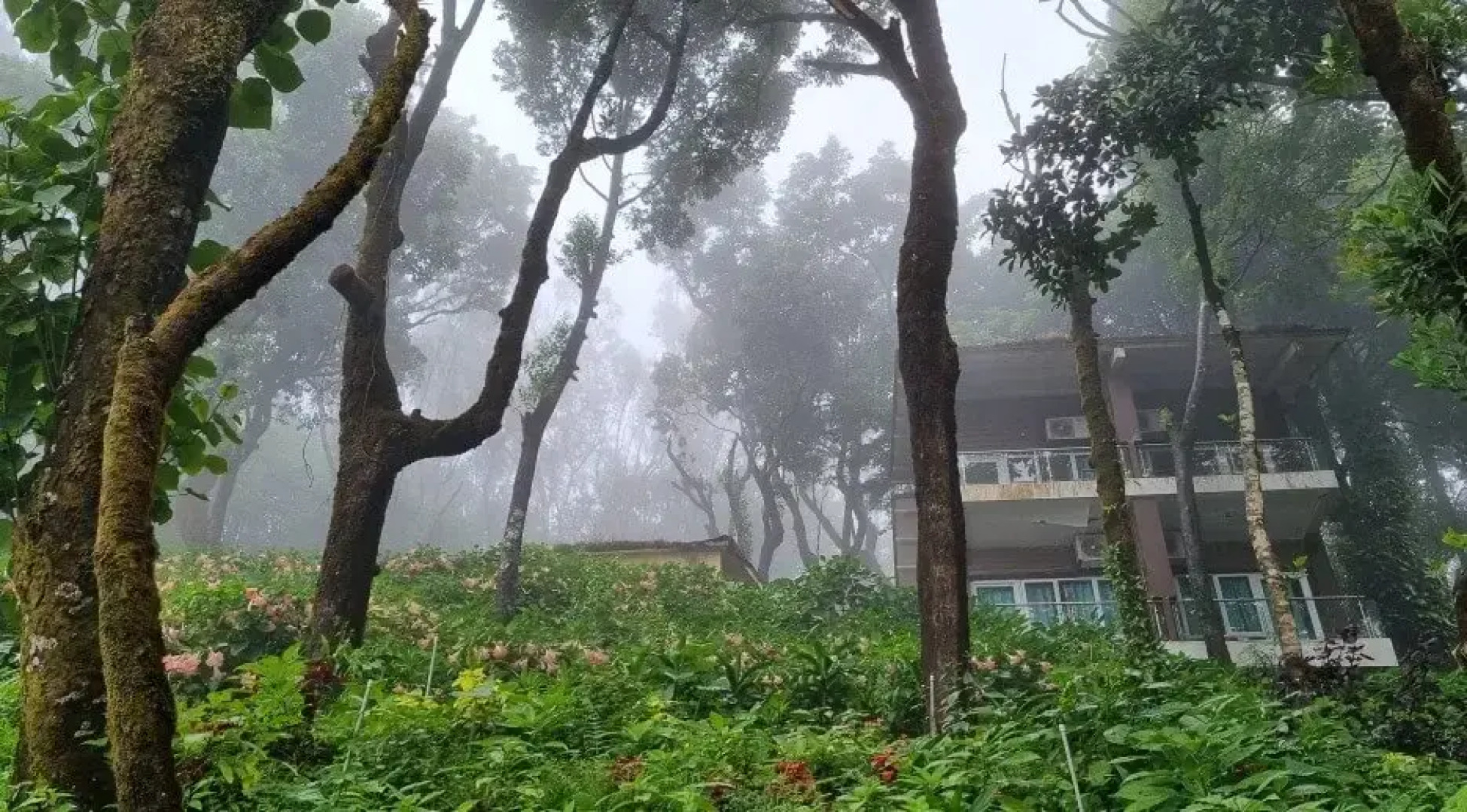 Kemmannugundi Hill Resort by Jungle Lodges