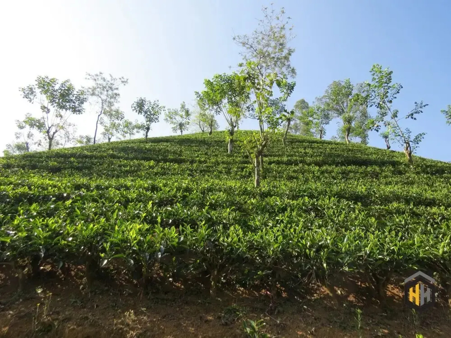 The Harrington Heritage Bungalow