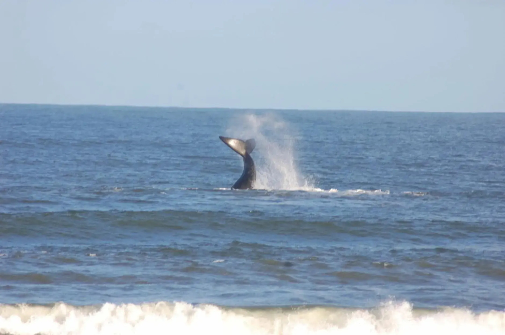 Kaiha (Witsand, Western Cape)