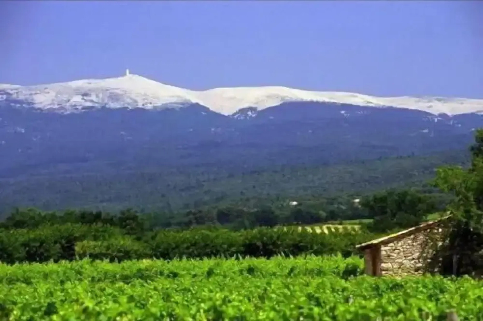 Hotel Des Pins Restaurant L'esprit Jardin