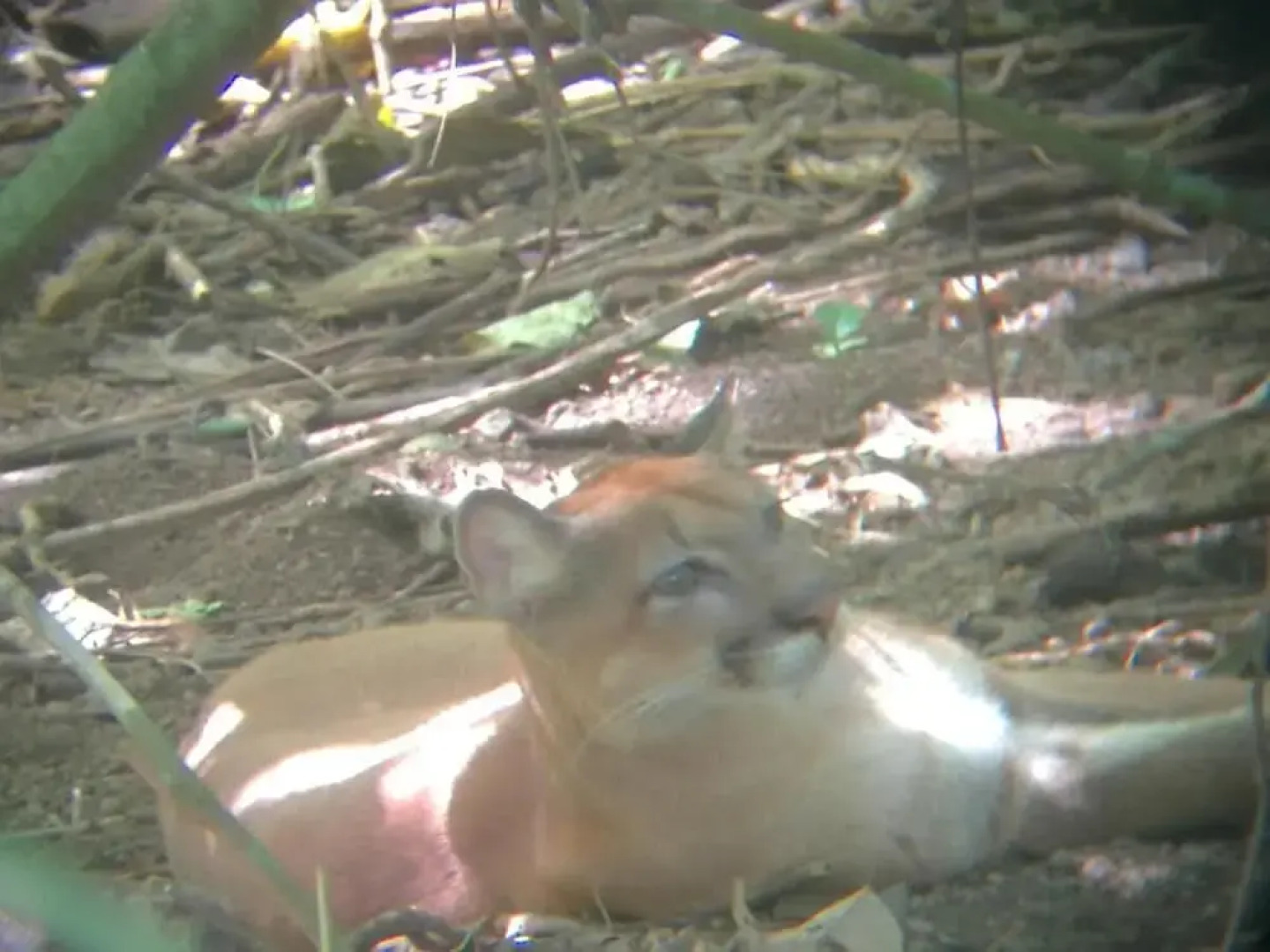 Hostel y Cabinas Tapandua