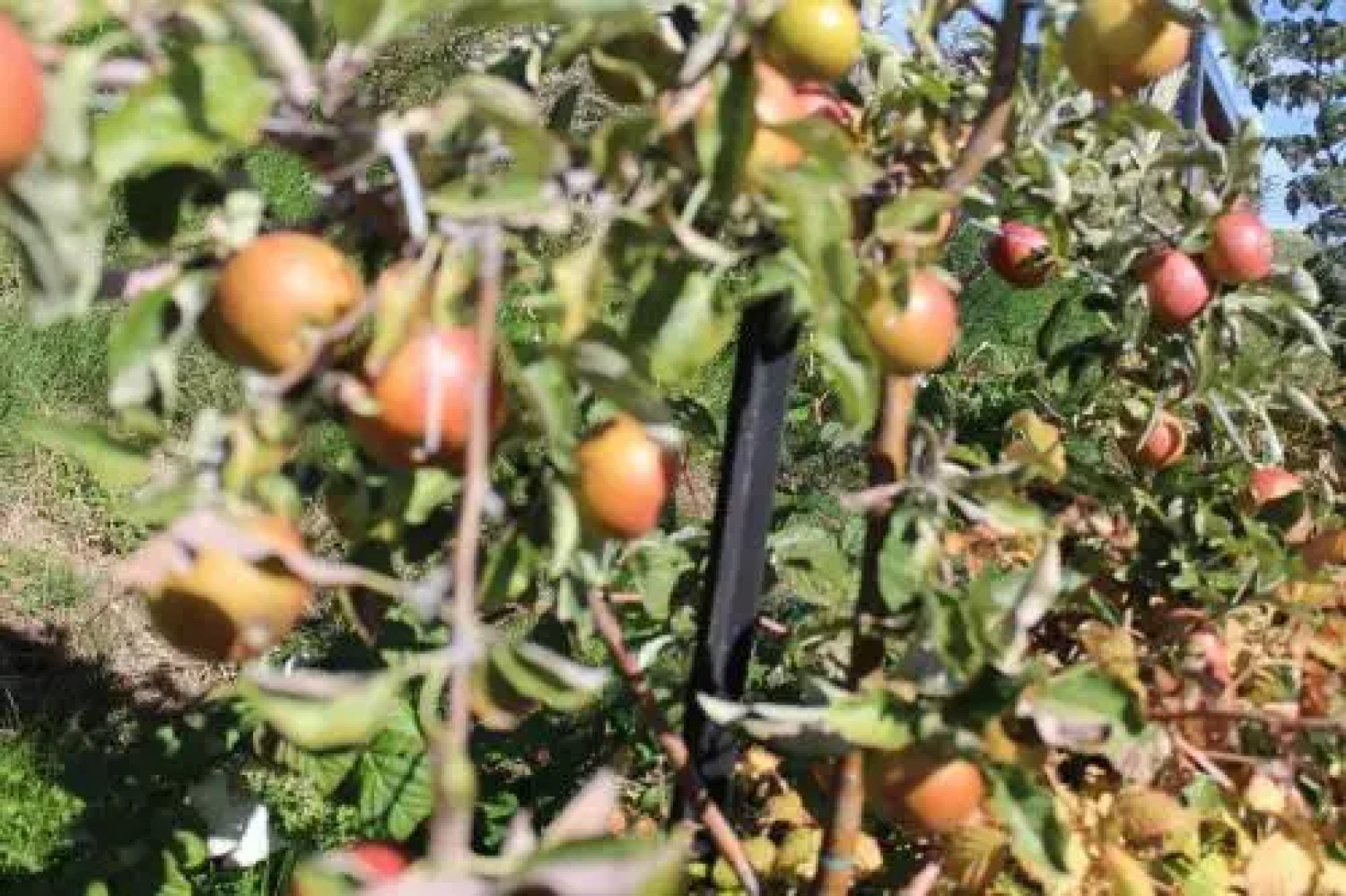 The Mackenzie Suites