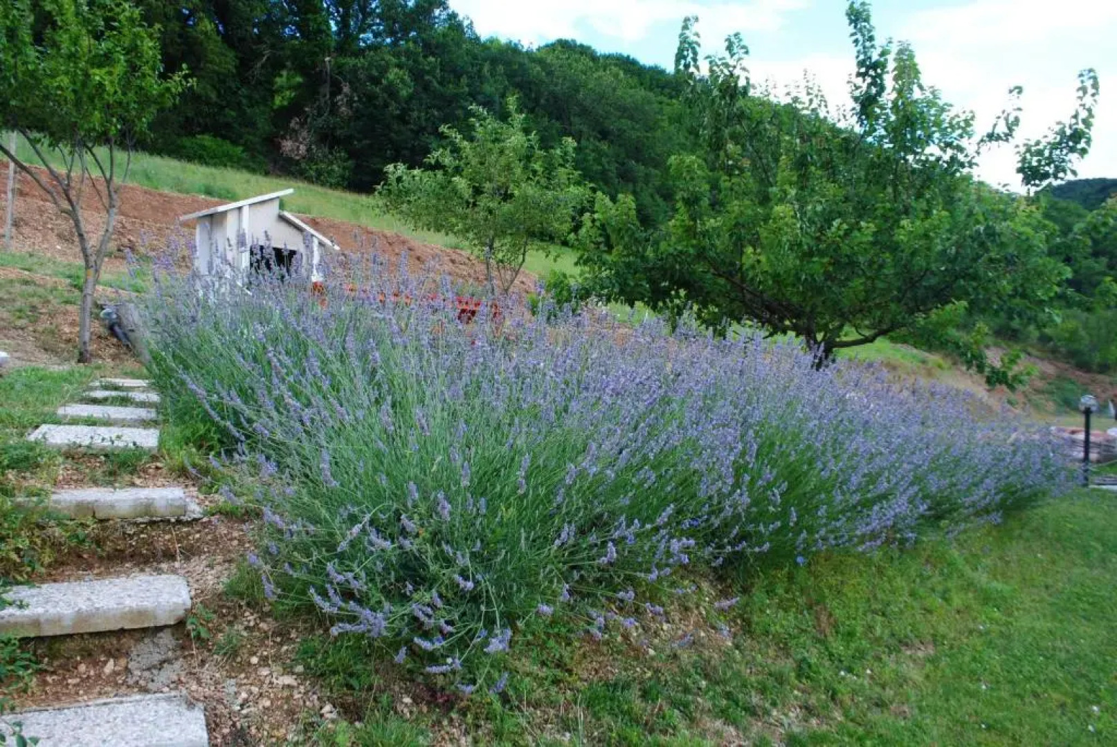 Bed and Breakfast La Cerasa