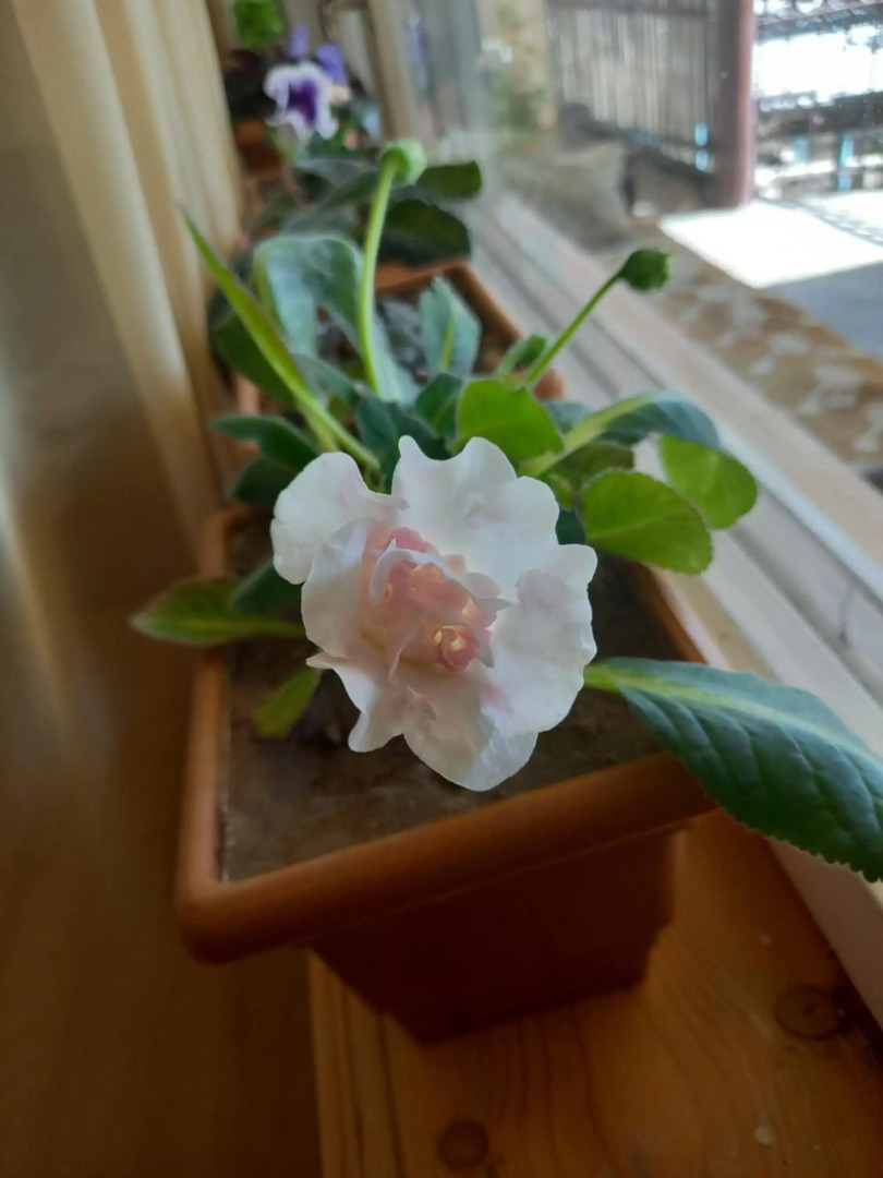 Selina Guest House