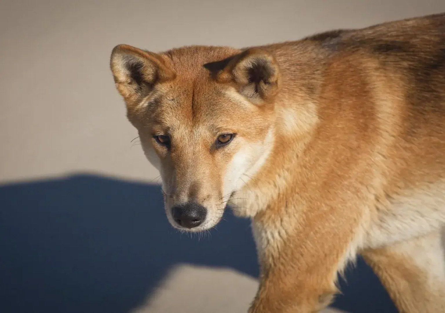 Rainbow Ocean Palms Resort