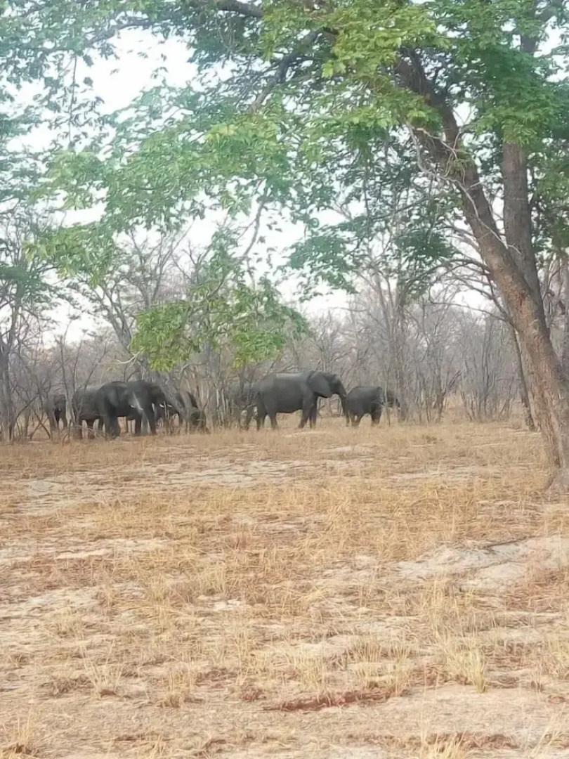 The elephant sounds lodge