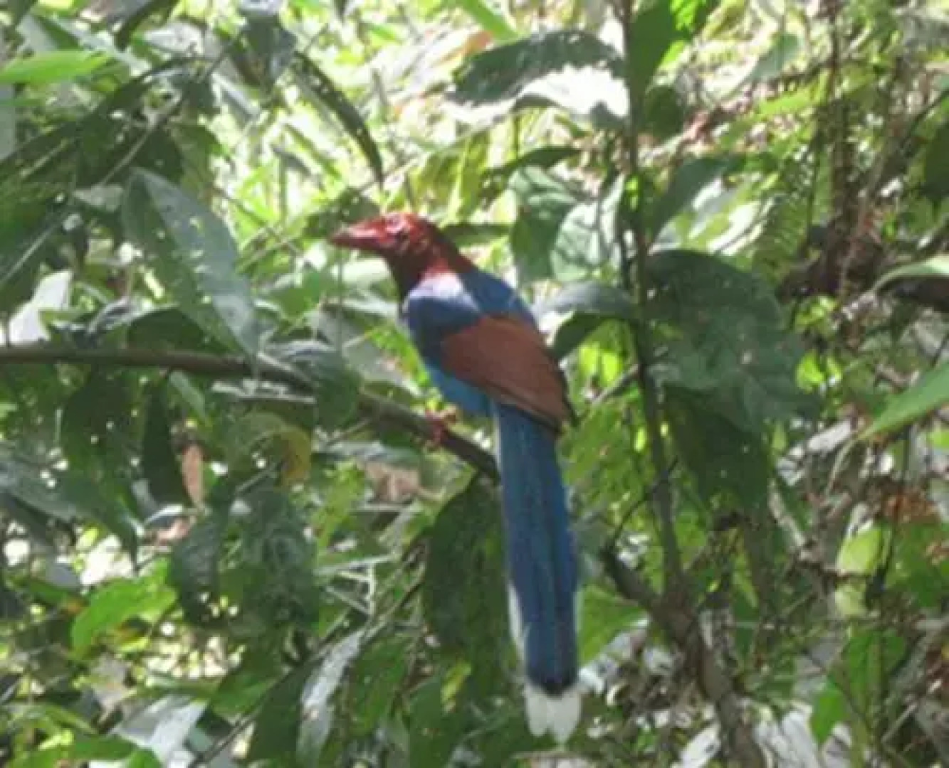 Handapan Falls - Holiday Resort