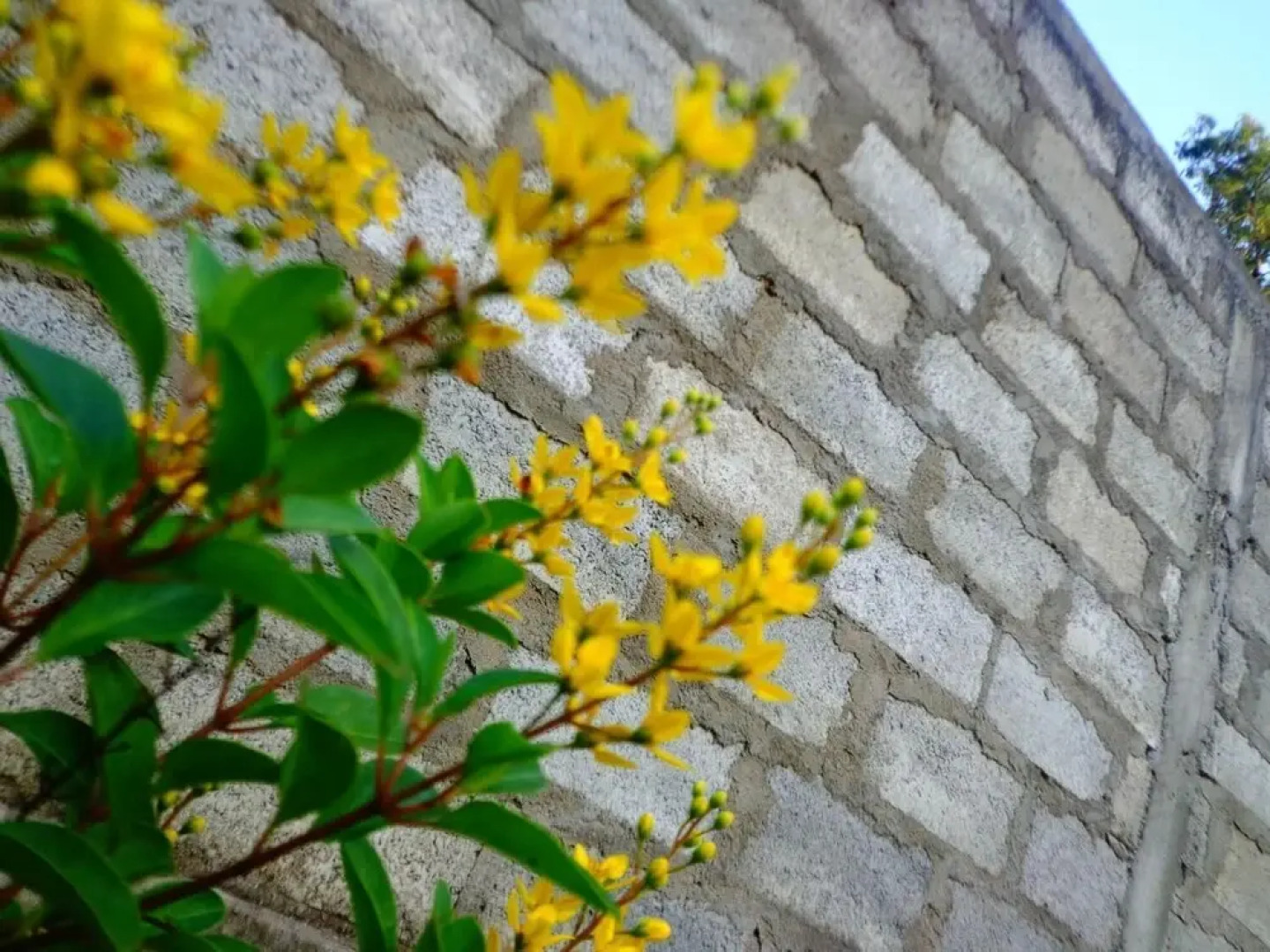 Lal HomeStay