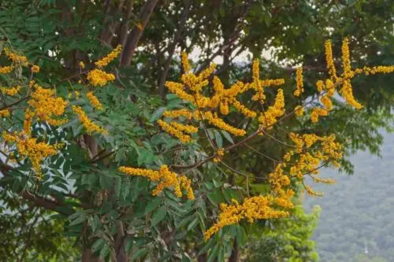 Smoke From Kitchen Inn