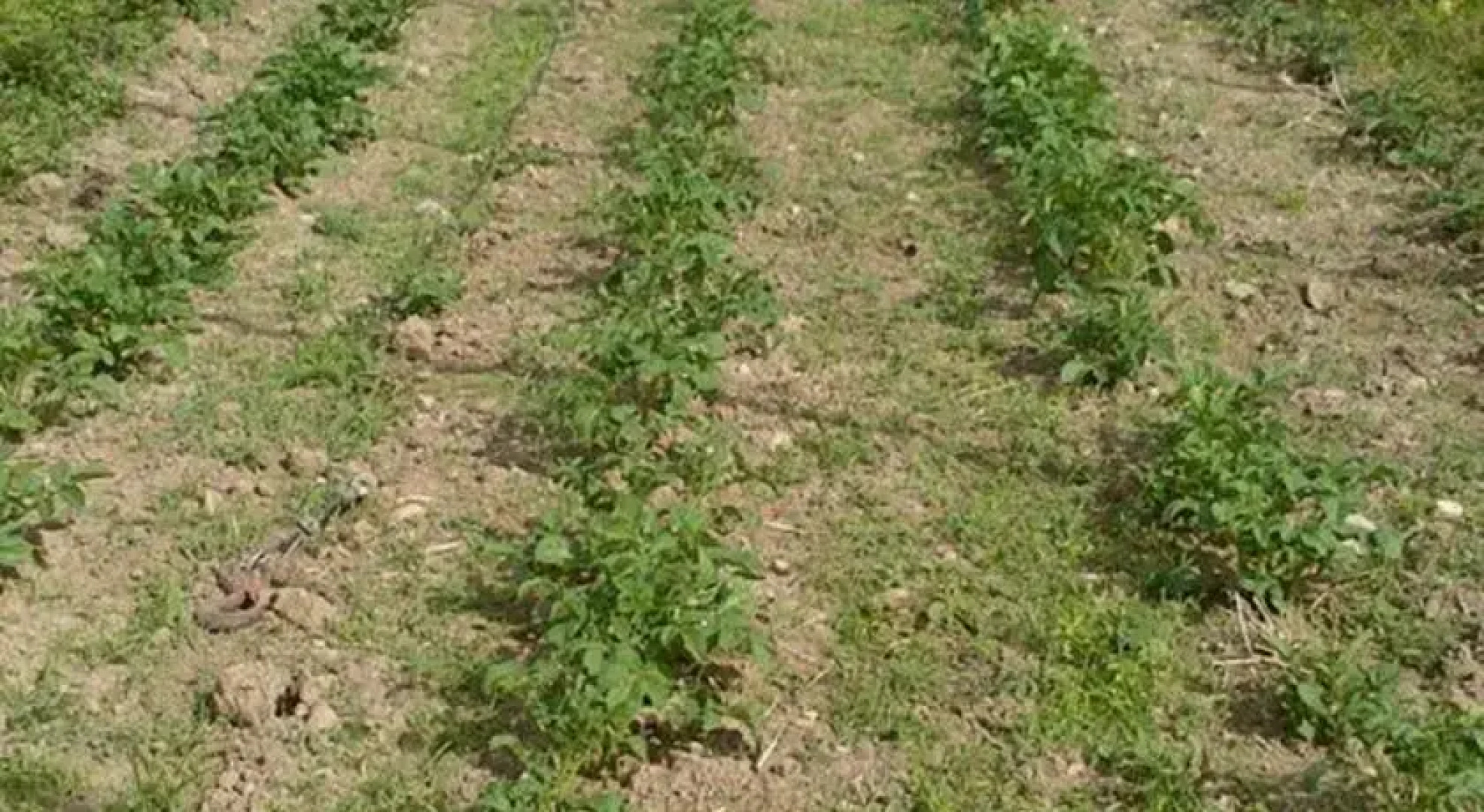 Agriturismo Cascina Tollegna