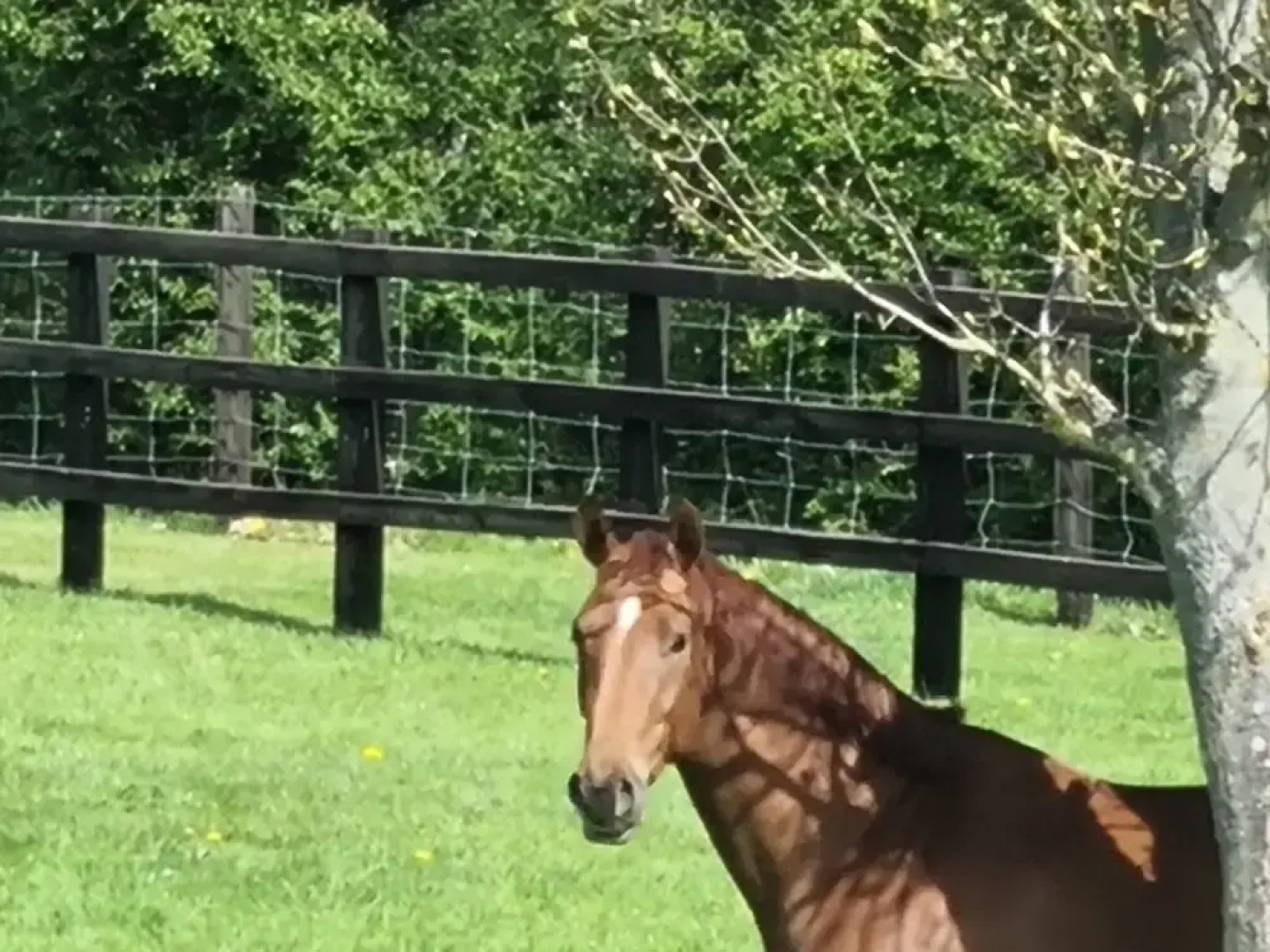Paddock Cottage - Thorpe Arnold, Melton Mowbray