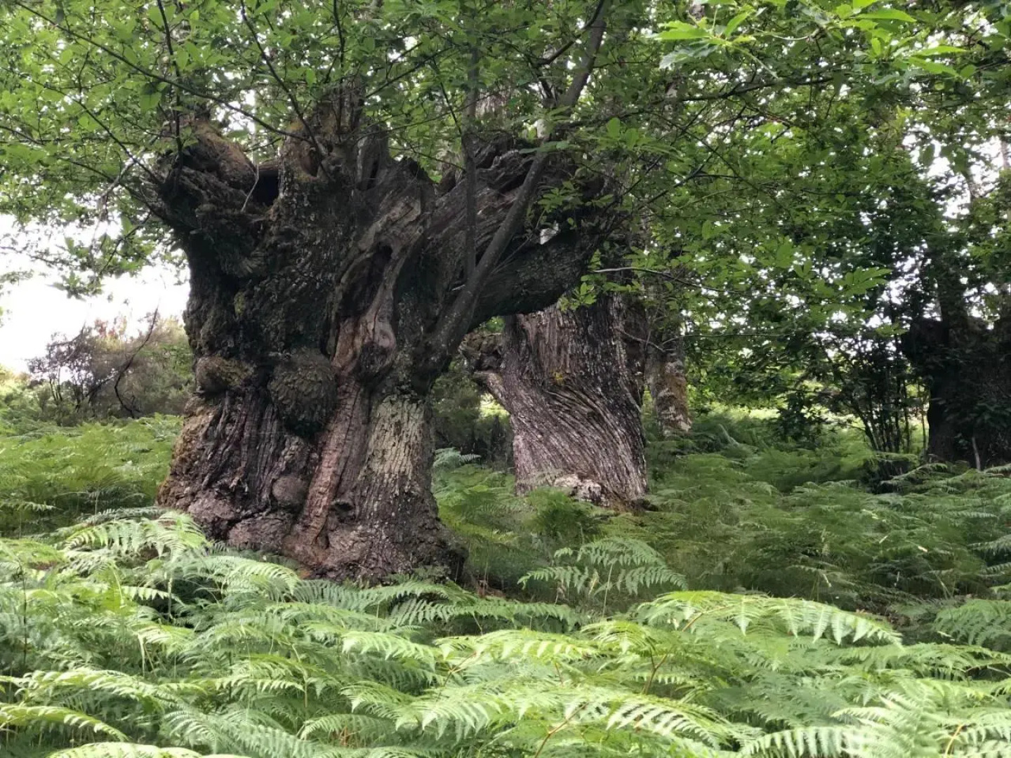 Pensión Blanco Conde