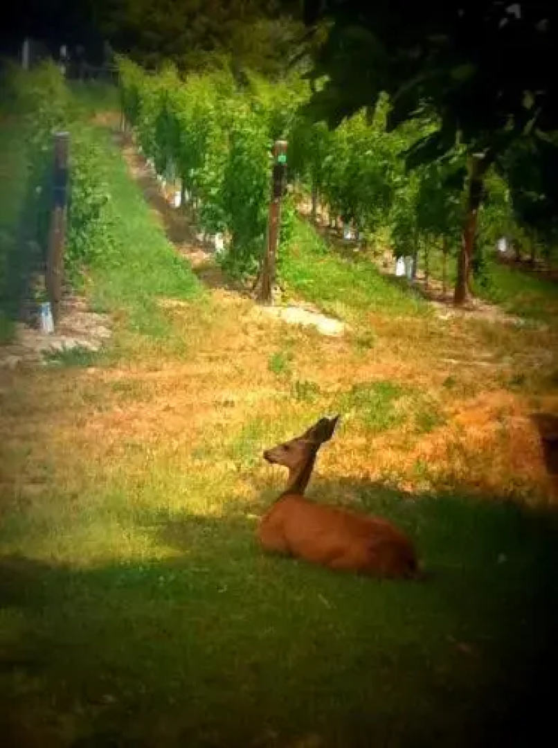 D'Angelo Winery Guest House
