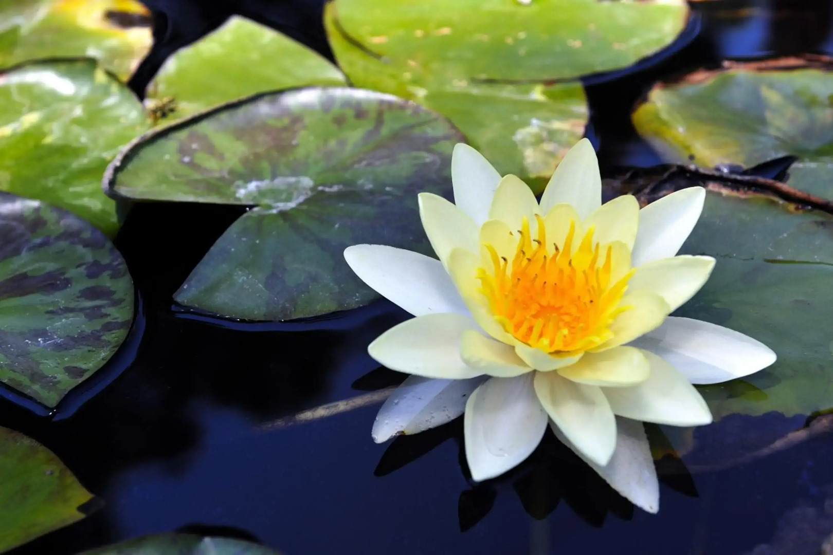 Petit Hotel Es Figueral