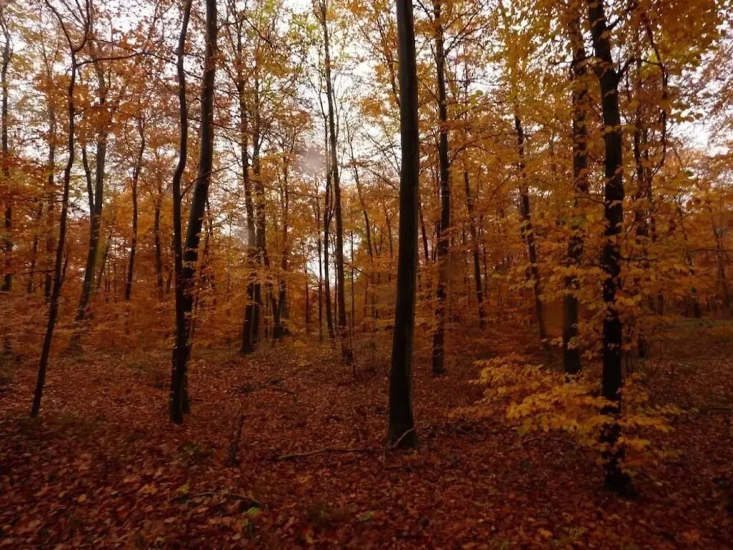 Les Hauts de Pierrefonds